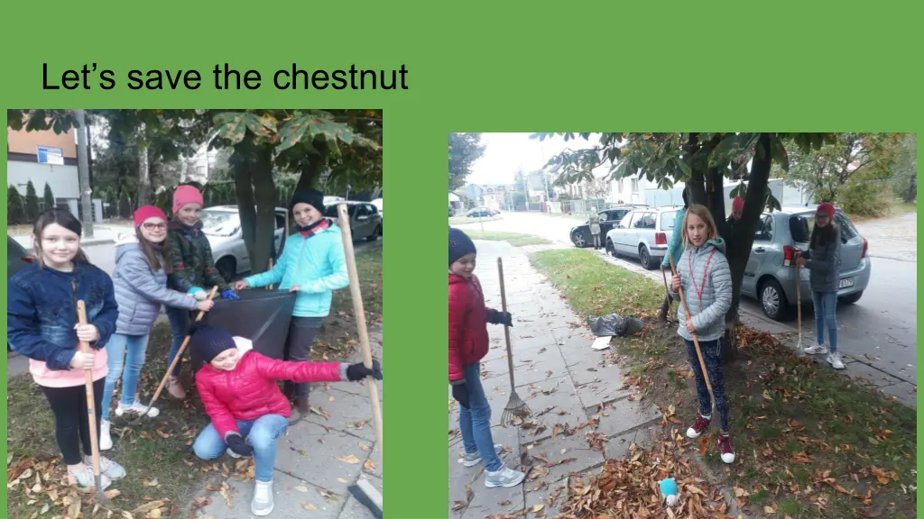 let s save the chestnut