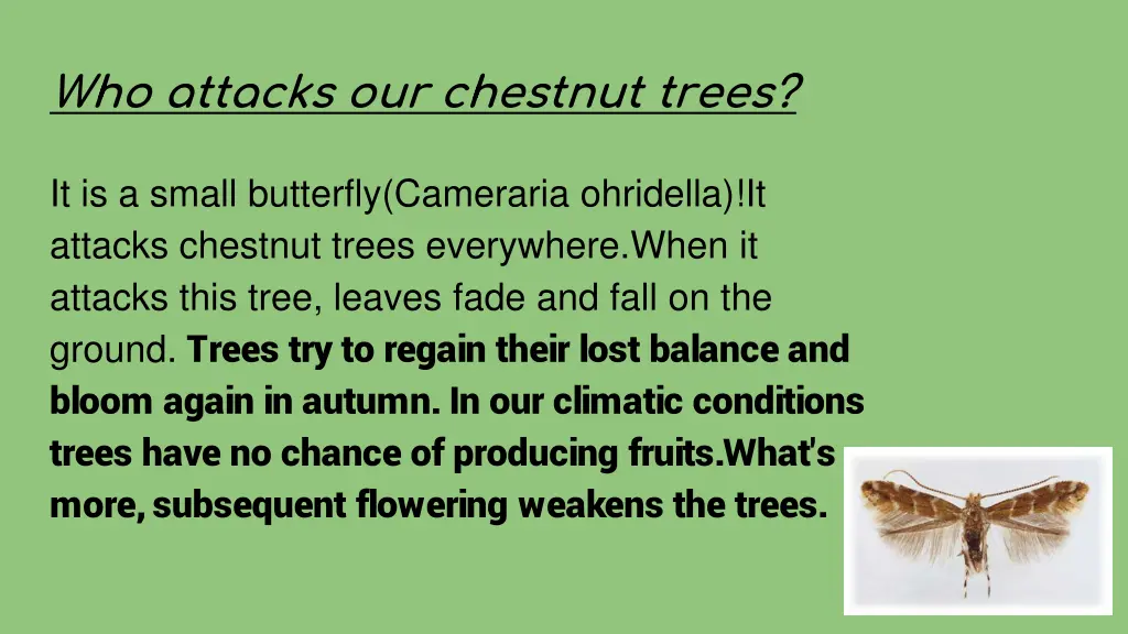 who attacks our chestnut trees