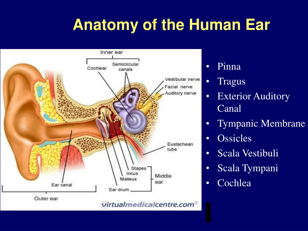 anatomy of the human ear