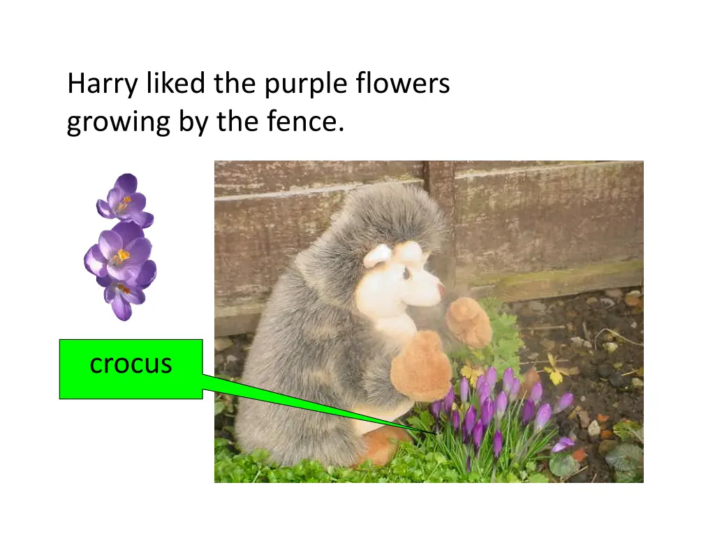 harry liked the purple flowers growing