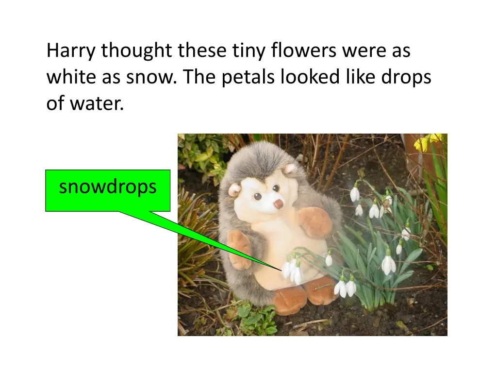 harry thought these tiny flowers were as white