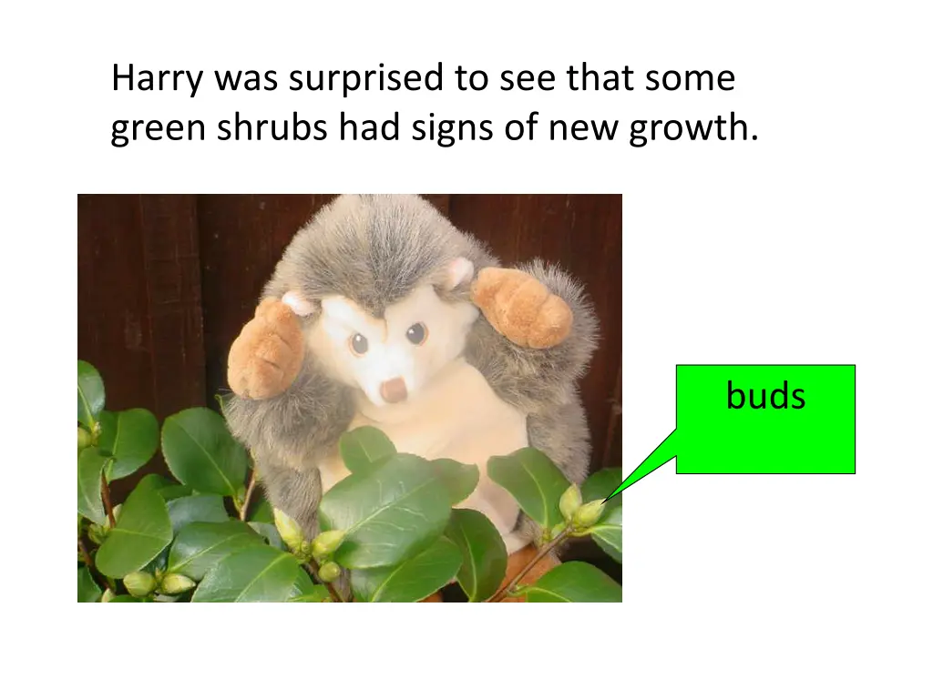 harry was surprised to see that some green shrubs