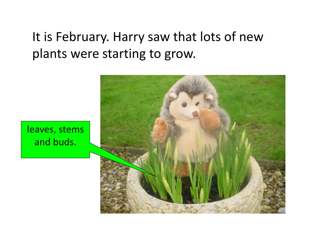 it is february harry saw that lots of new plants