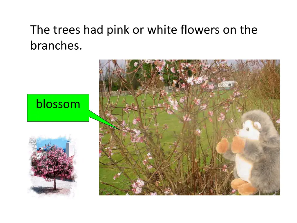 the trees had pink or white flowers