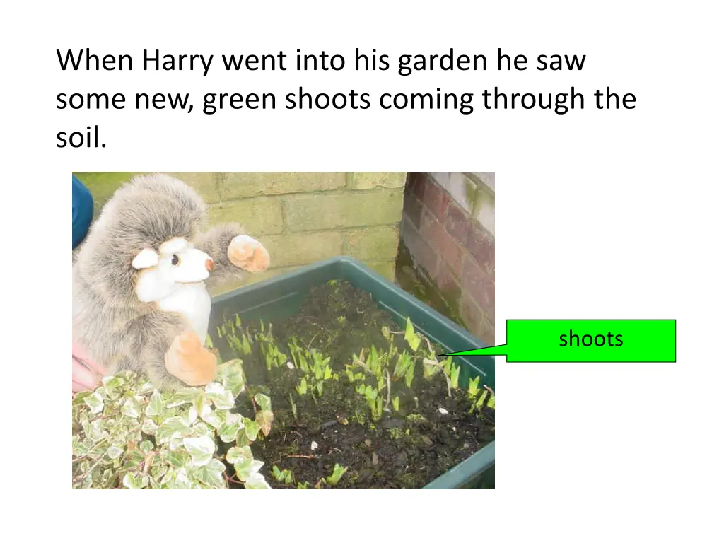 when harry went into his garden he saw some