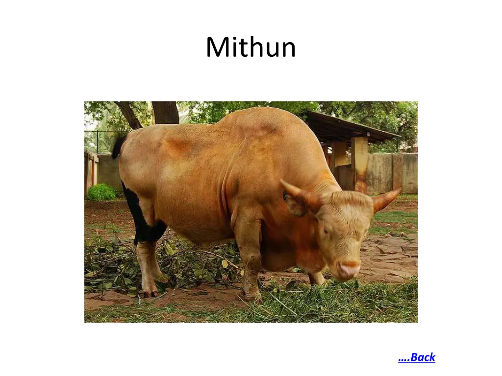 mithun