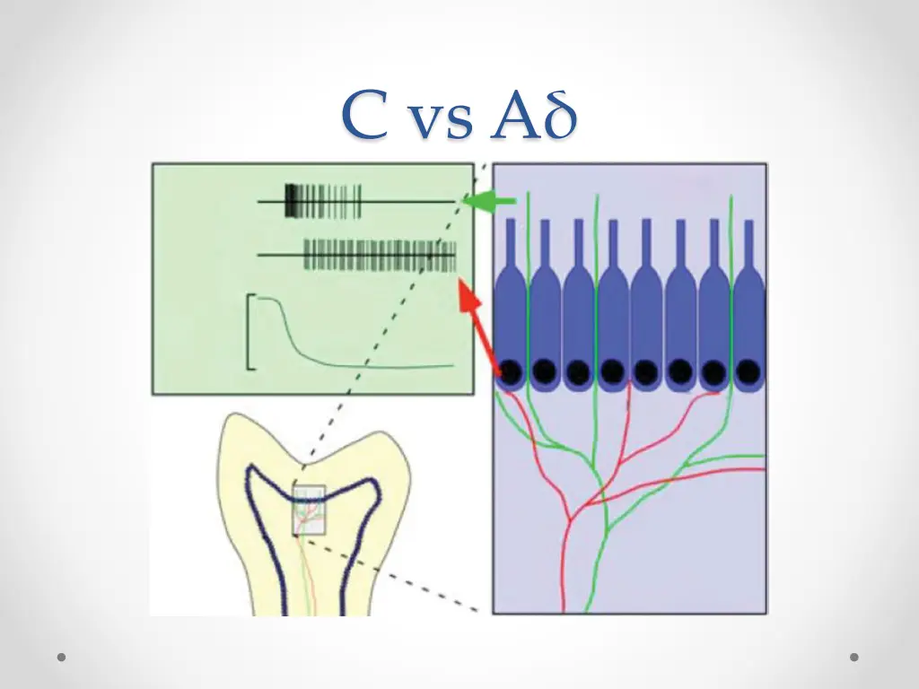 c vs a