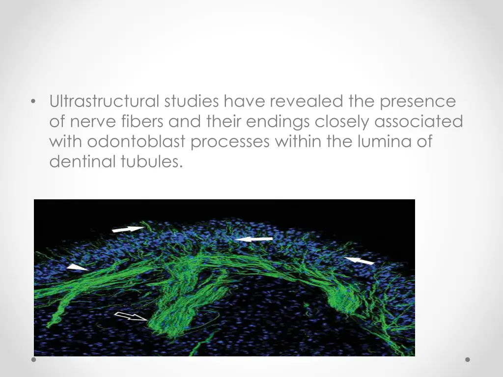 ultrastructural studies have revealed