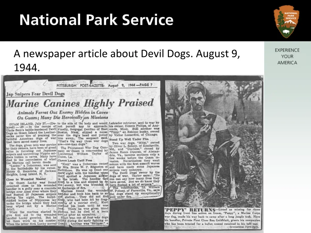 a newspaper article about devil dogs august 9 1944