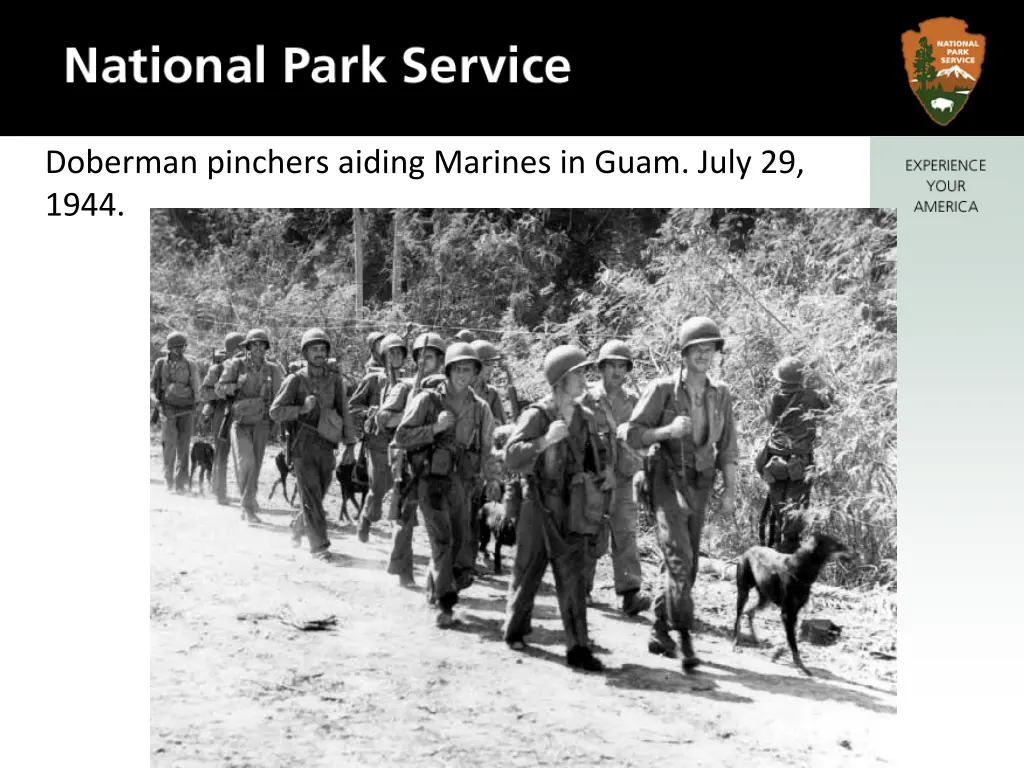 doberman pinchers aiding marines in guam july