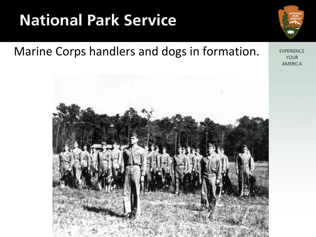 marine corps handlers and dogs in formation