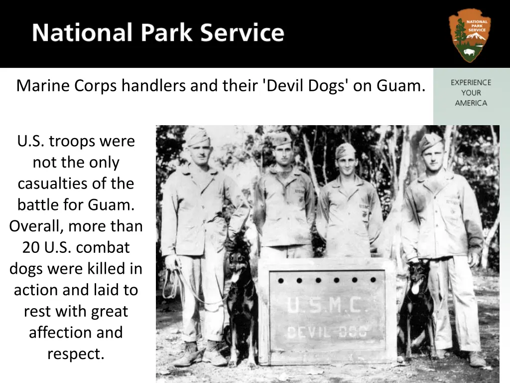 marine corps handlers and their devil dogs on guam