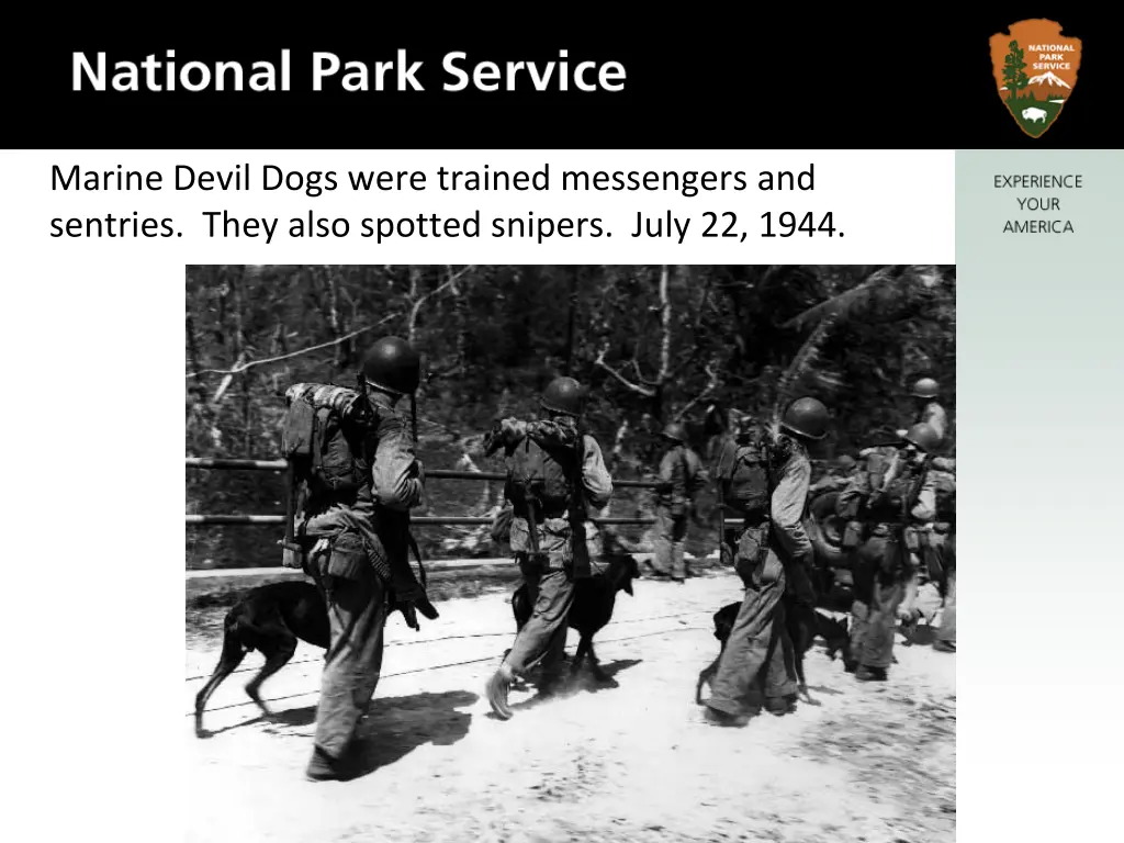 marine devil dogs were trained messengers