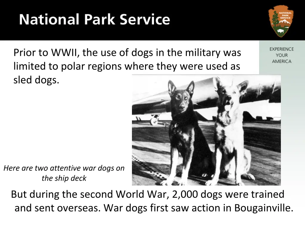 prior to wwii the use of dogs in the military