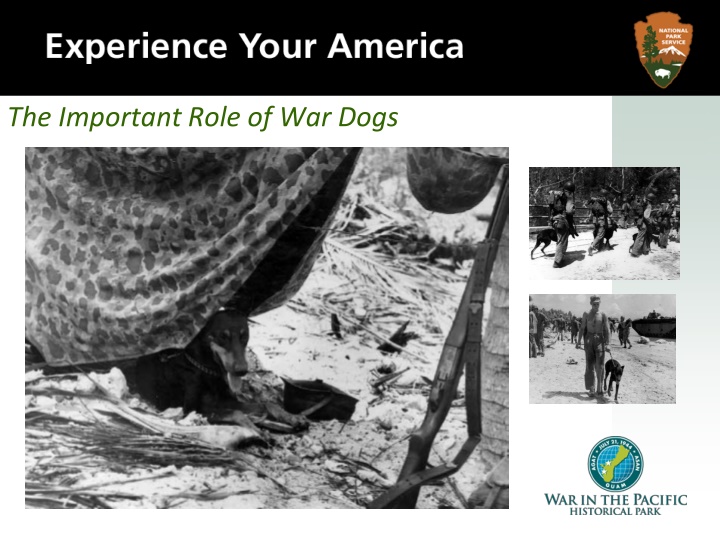 the important role of war dogs