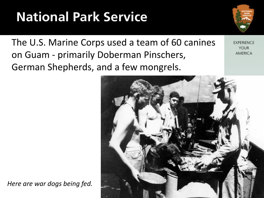 the u s marine corps used a team of 60 canines