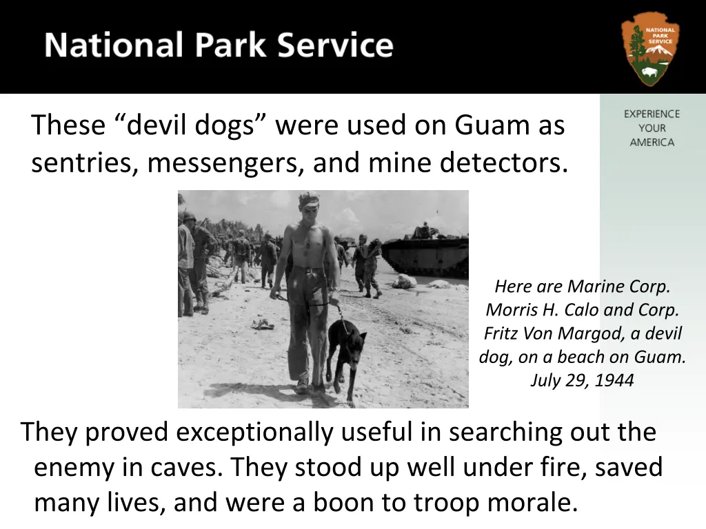 these devil dogs were used on guam as sentries