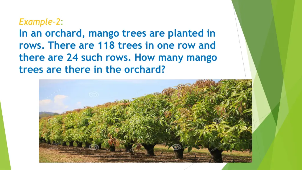 example 2 in an orchard mango trees are planted