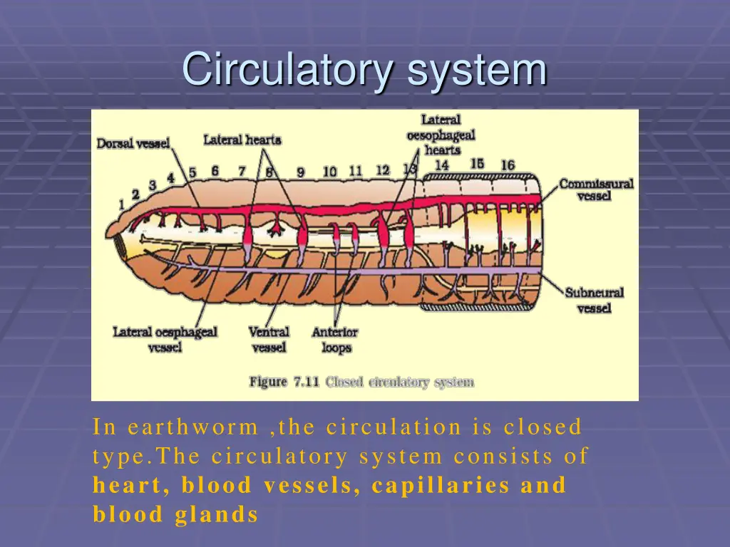 circulatory system