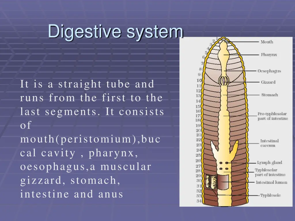 digestive system