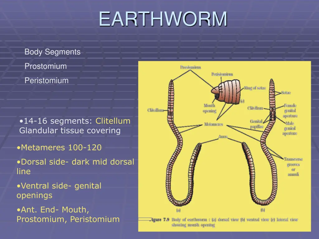 earthworm