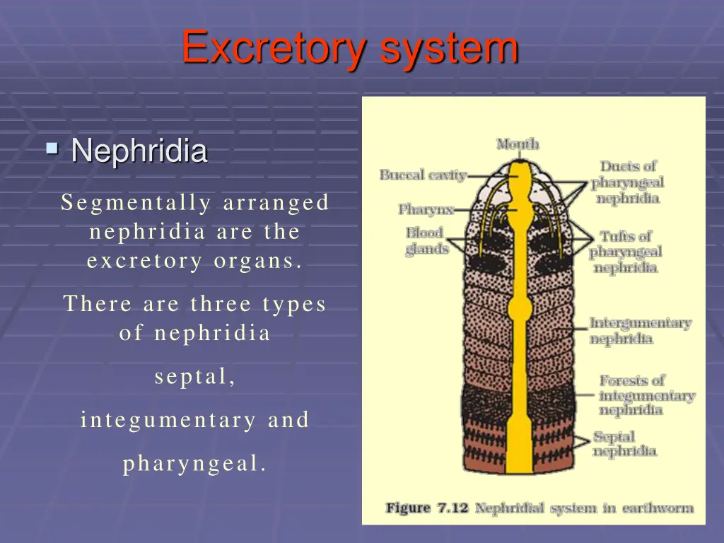 excretory system