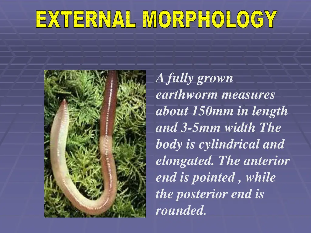 external morphology