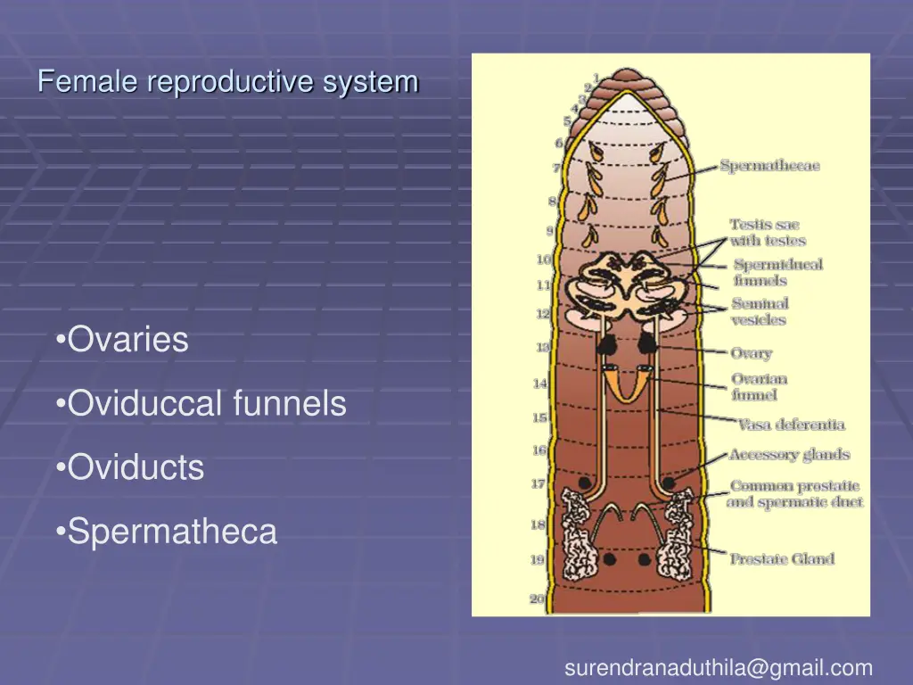 female reproductive system