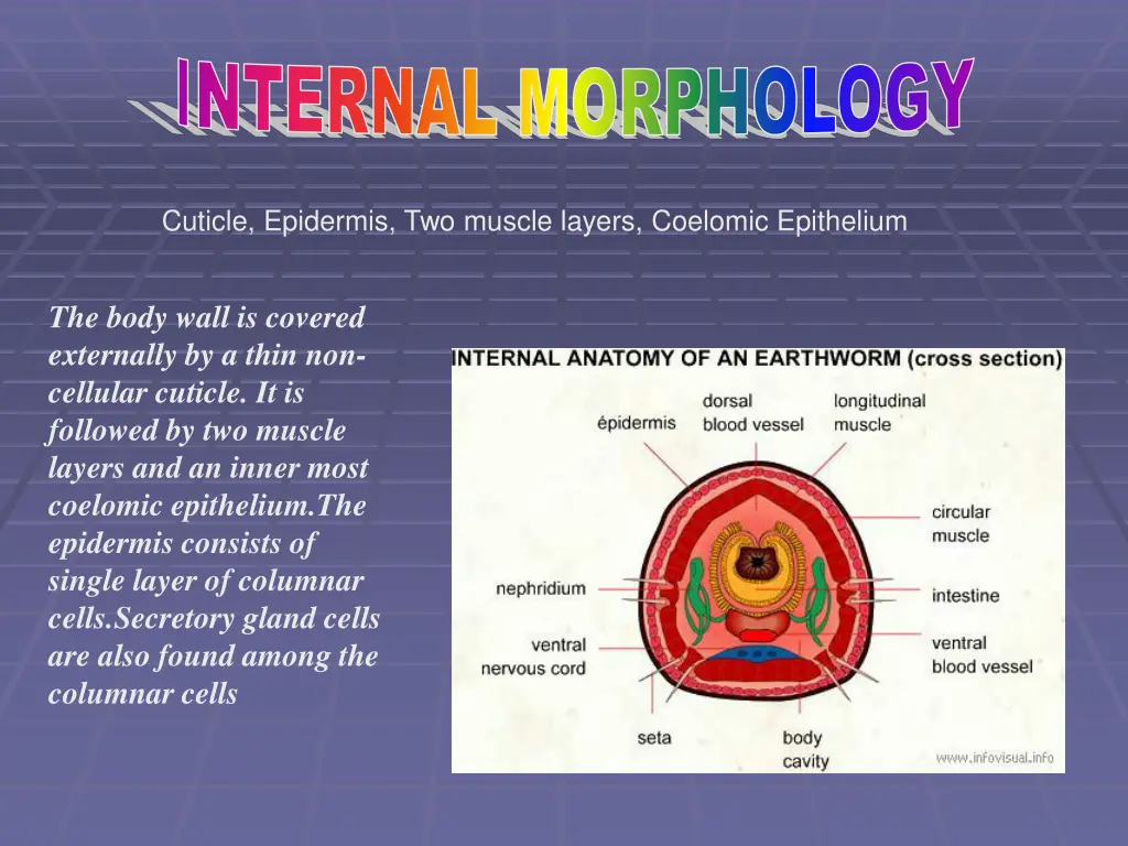 internal morphology