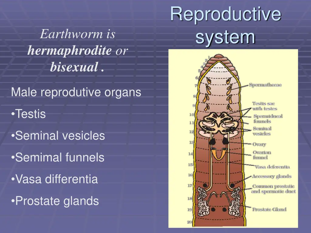 reproductive system