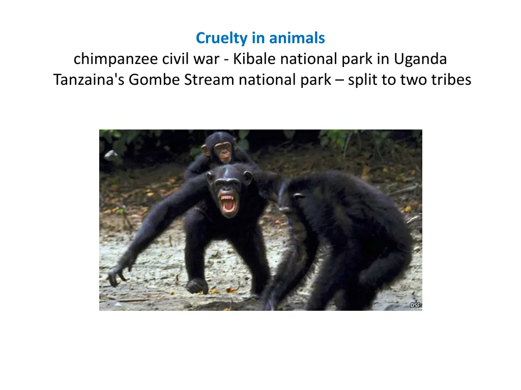 cruelty in animals