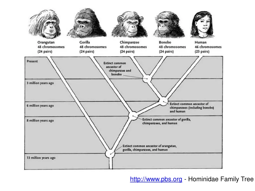 http www pbs org hominidae family tree