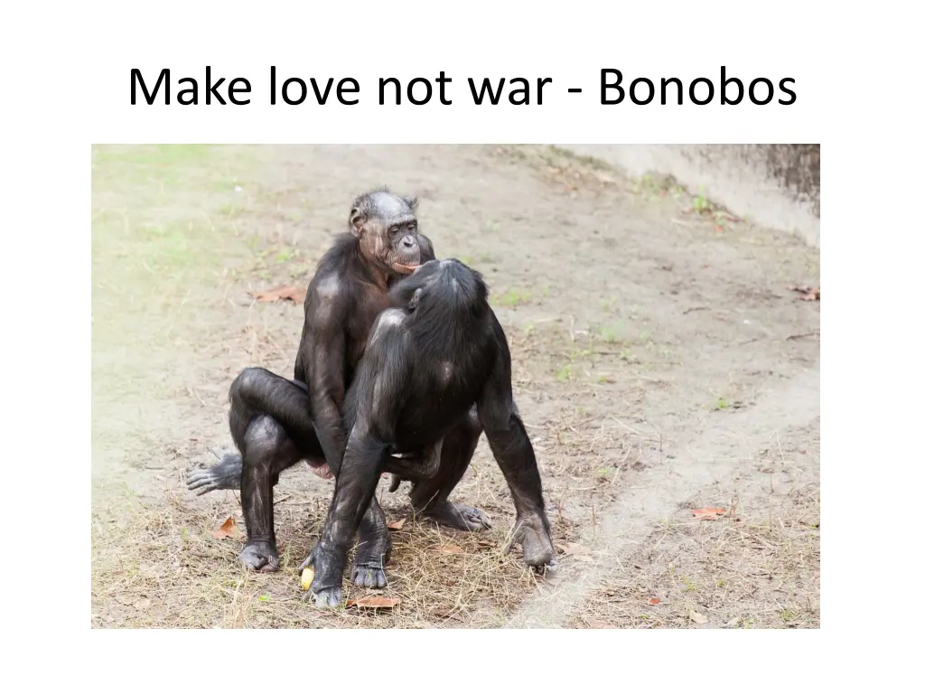 make love not war bonobos