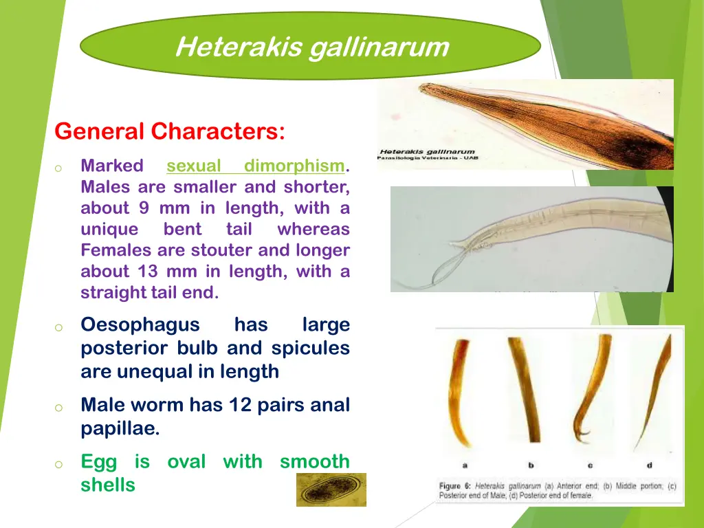 heterakis gallinarum 1