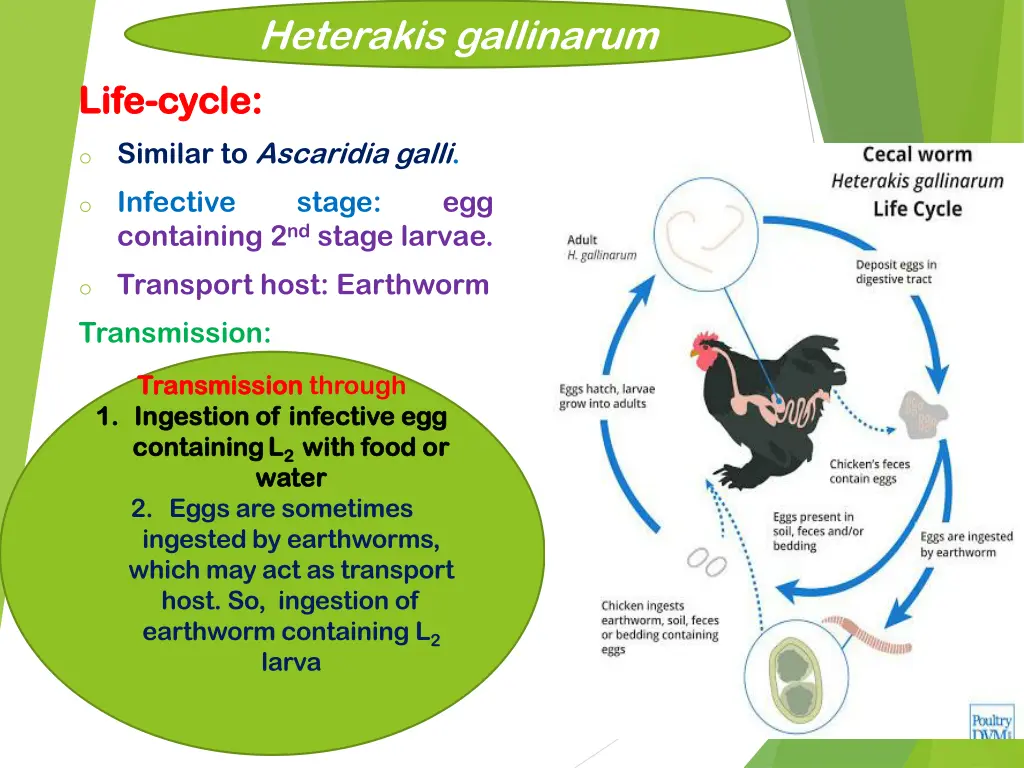 heterakis gallinarum 2