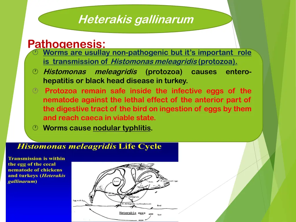 heterakis gallinarum 3