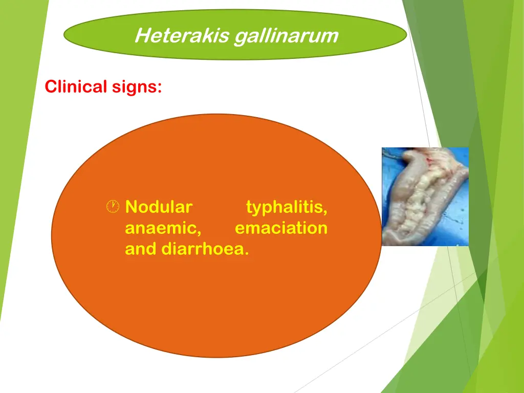 heterakis gallinarum 4