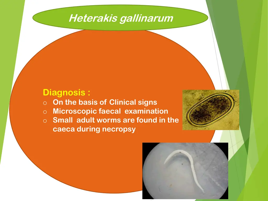 heterakis gallinarum 5