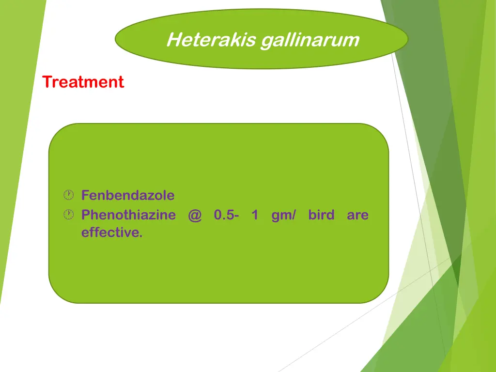 heterakis gallinarum 6