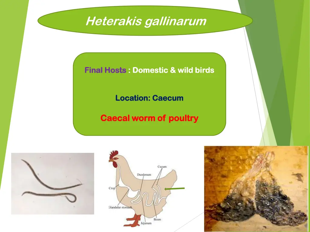 heterakis gallinarum