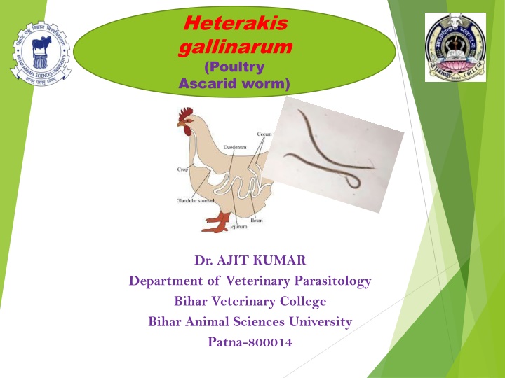 heterakis gallinarum poultry ascarid worm