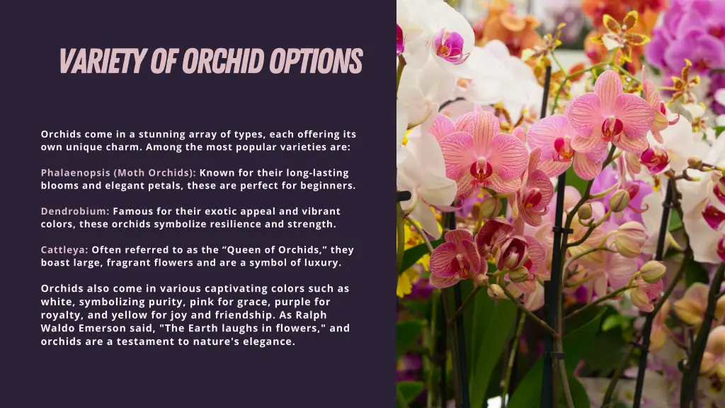 variety of orchid options