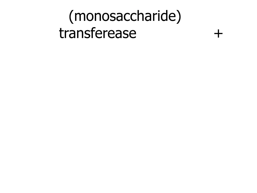 monosaccharide transferease