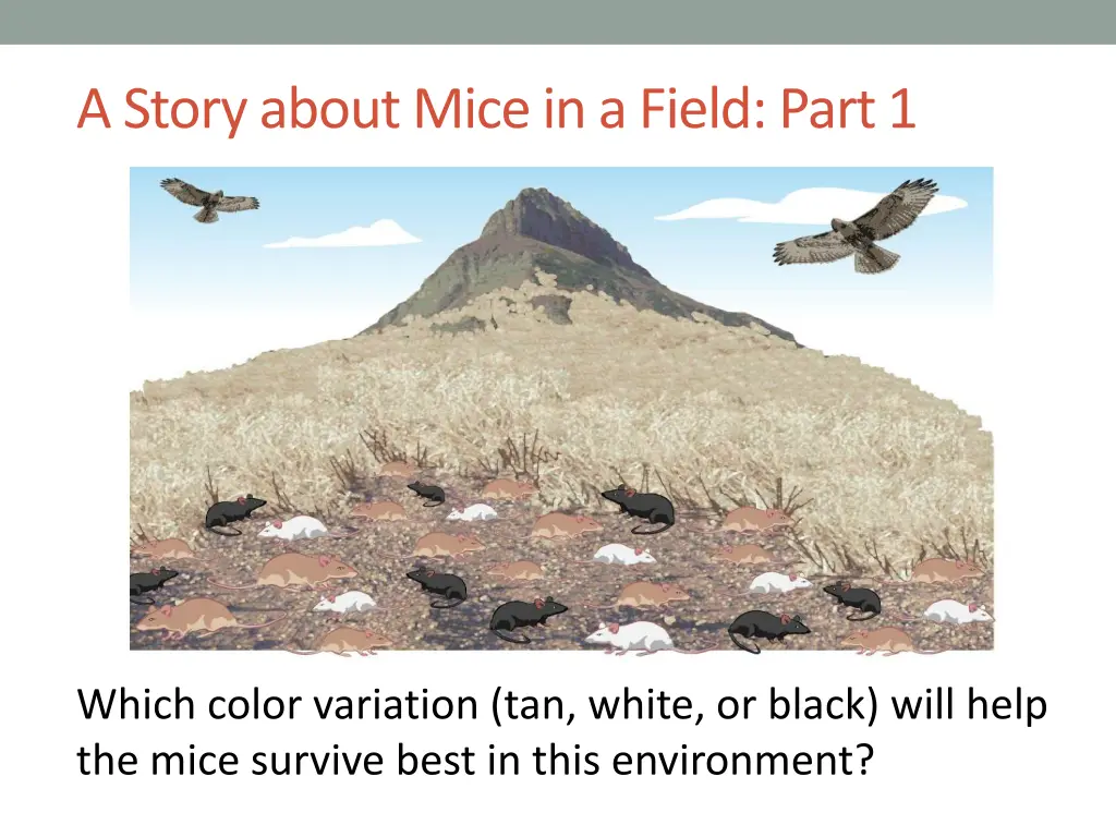 a story about mice in a field part 1