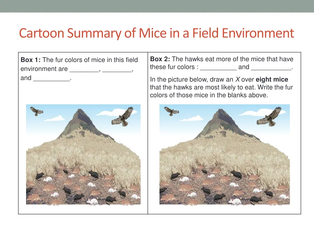 cartoon summary of mice in a field environment