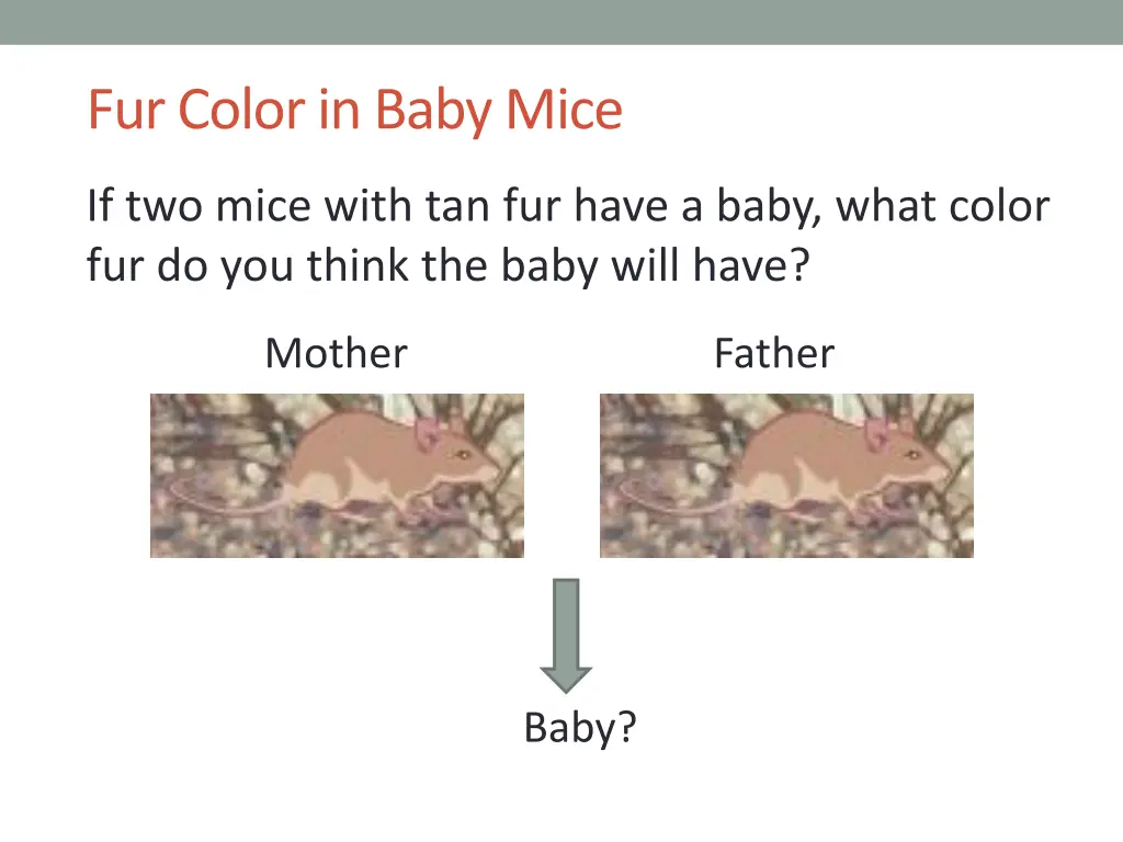 fur color in baby mice