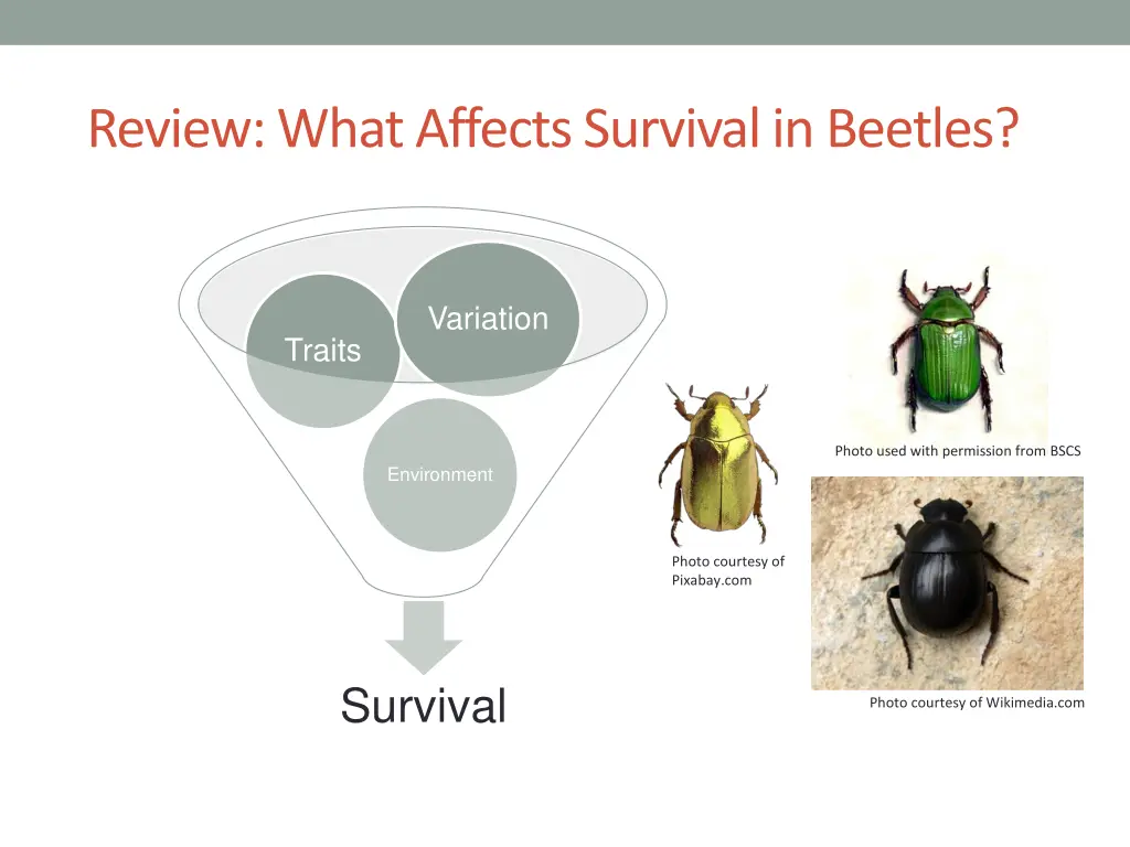 review what affects survival in beetles