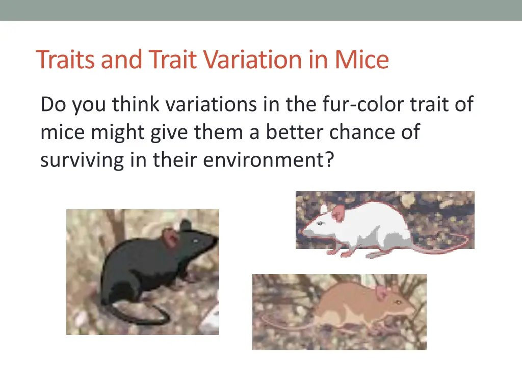 traits and trait variation in mice 1