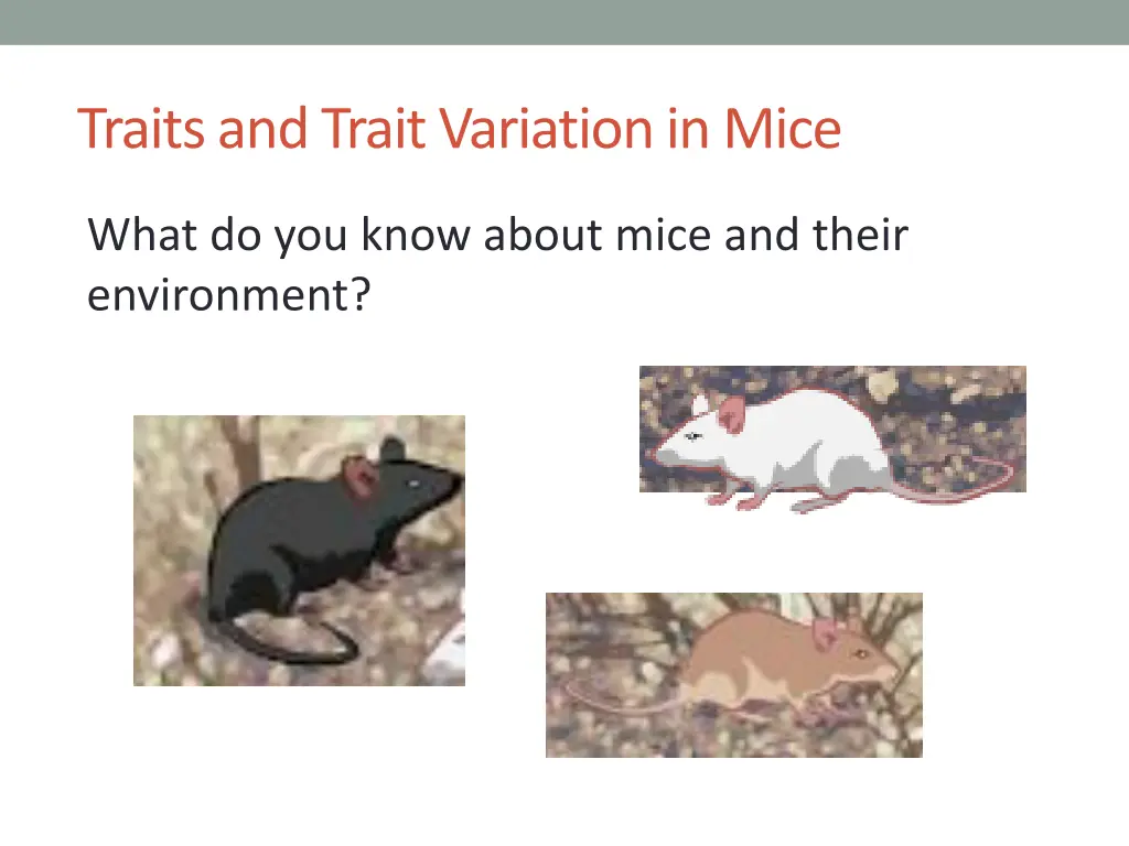 traits and trait variation in mice