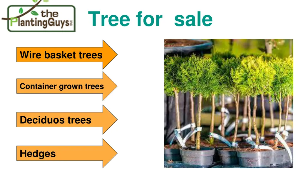 tree for sale